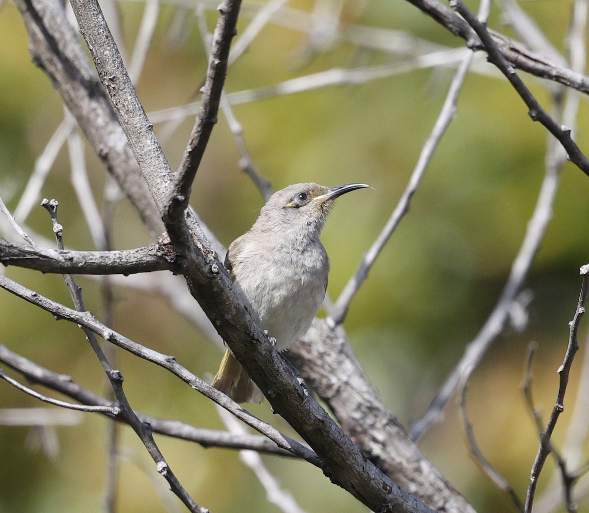 Méliphage brunâtre - ML646572430