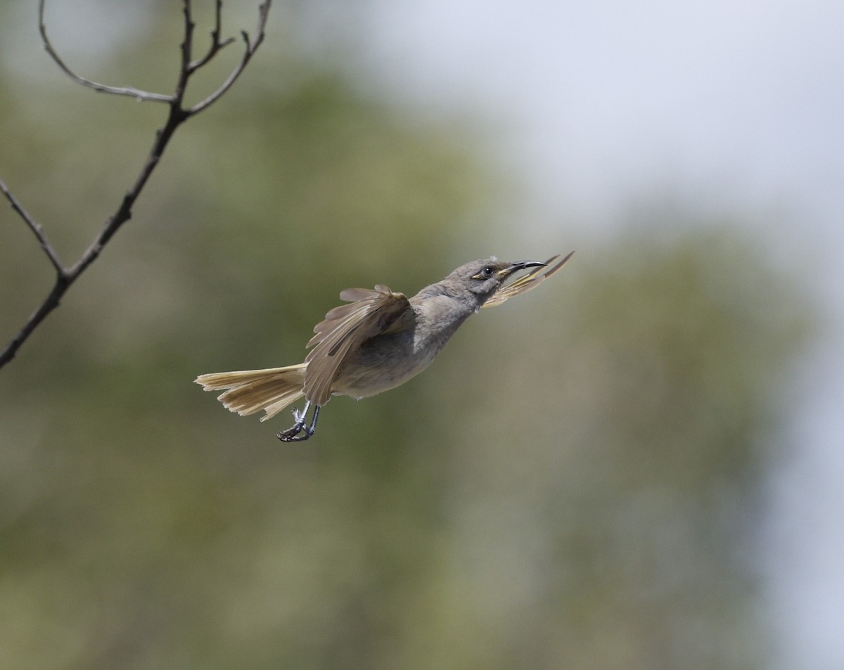 Méliphage brunâtre - ML646572433