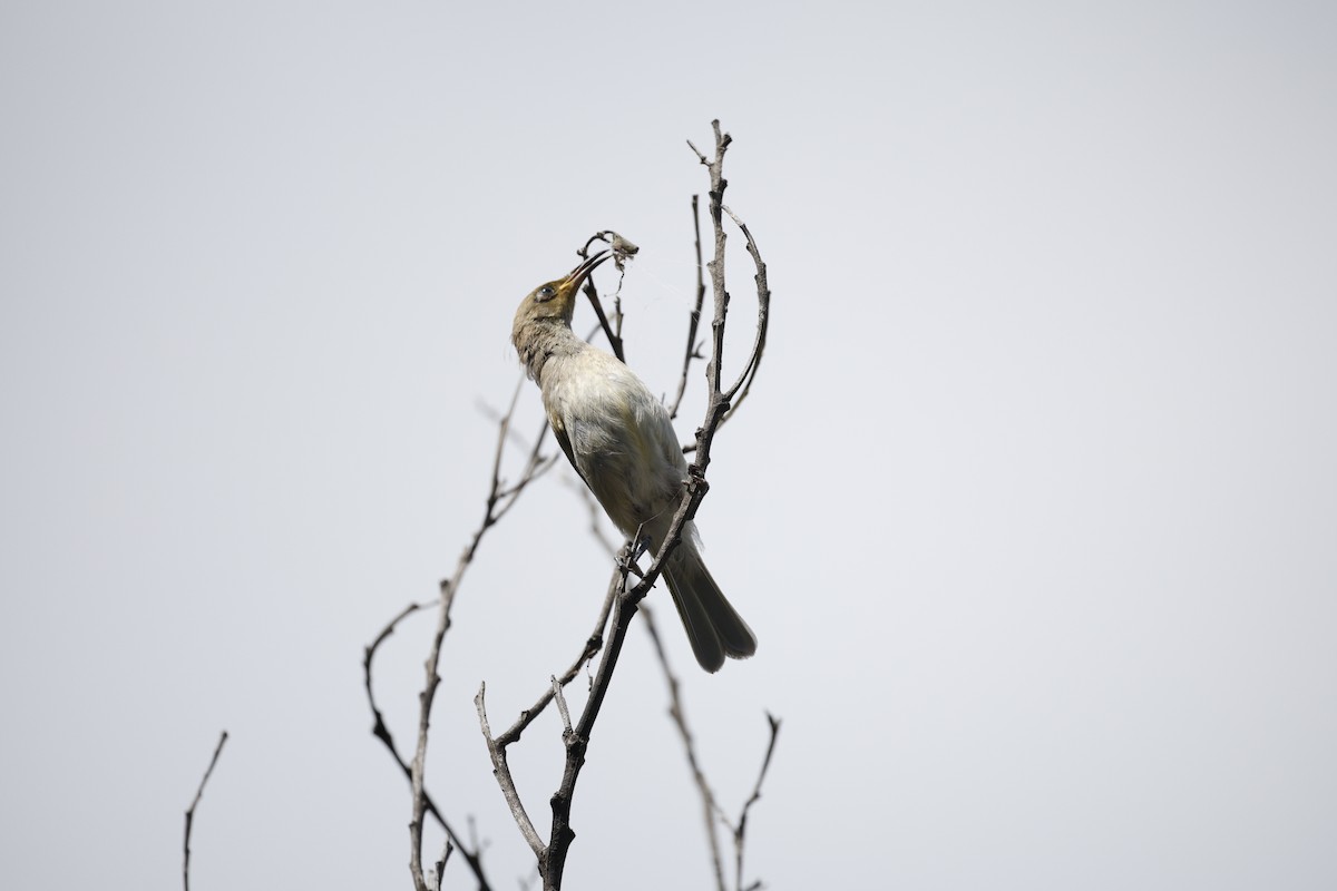 Méliphage brunâtre - ML646572434