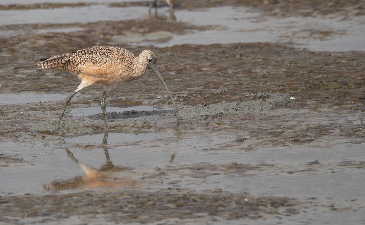 Long-billed Curlew - ML646572436