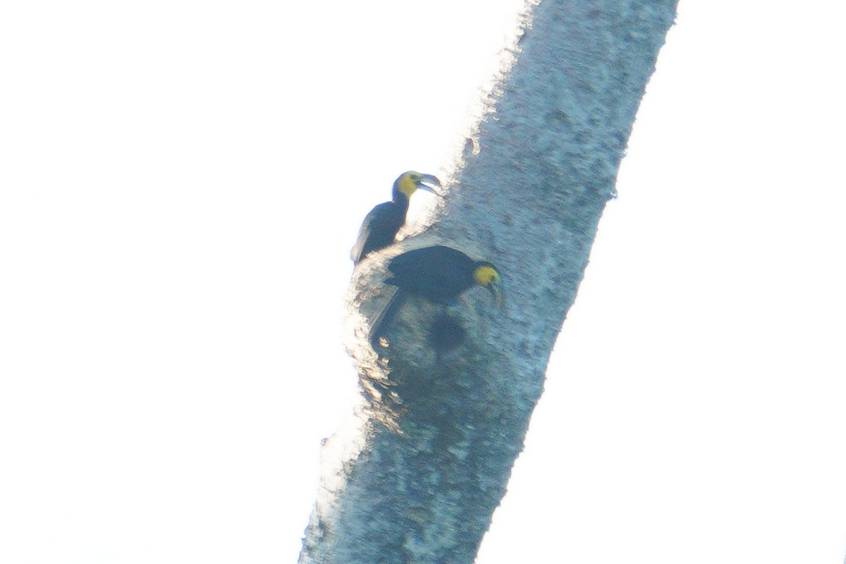 zoborožec celebeský - ML646572437