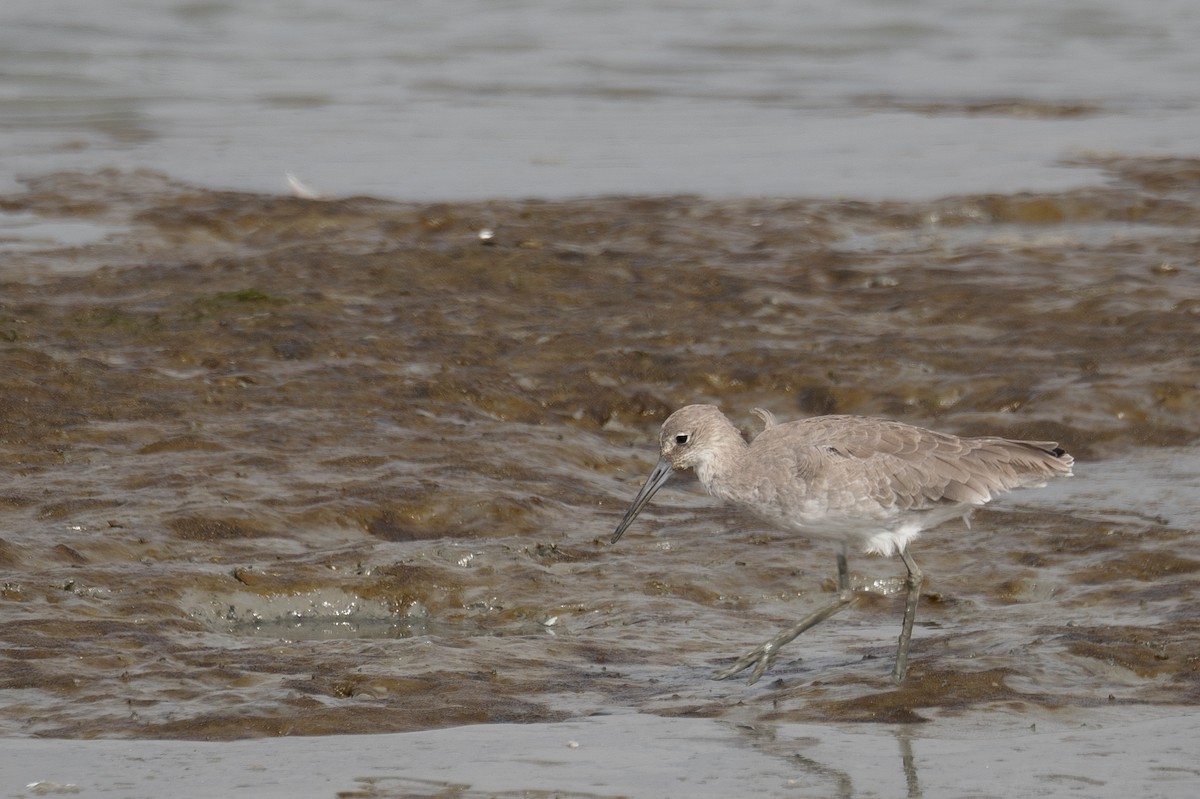 בבואן קרום-אצבעות - ML646572438