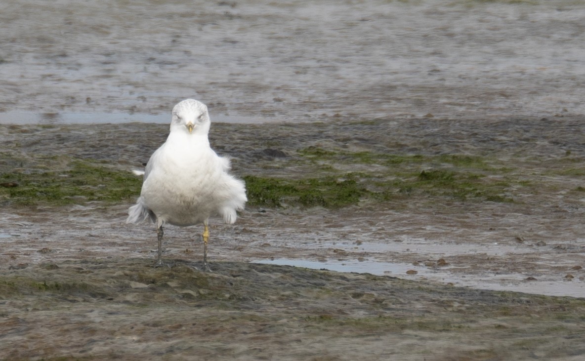 שחף עקוד-מקור - ML646572439