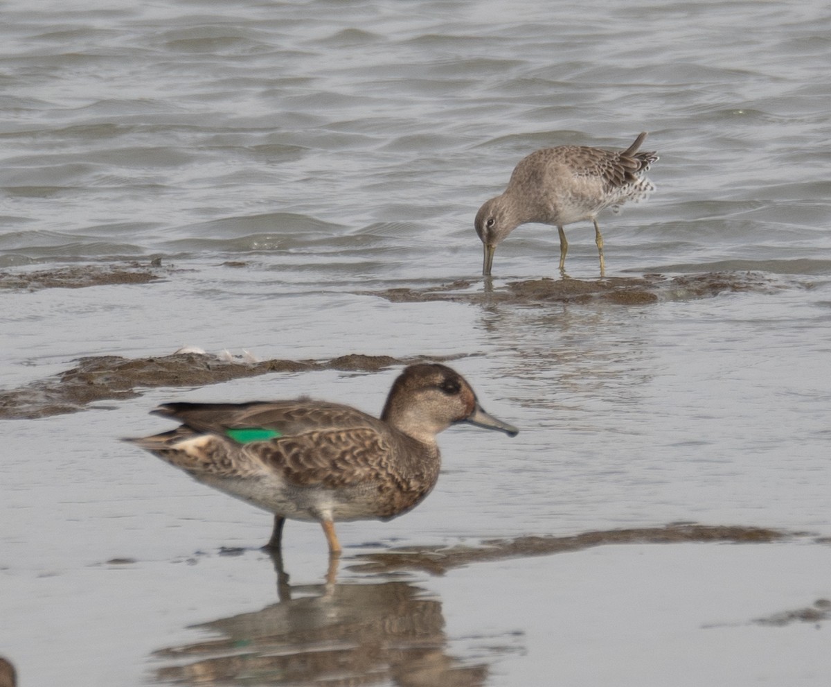 שרשיר - ML646572440