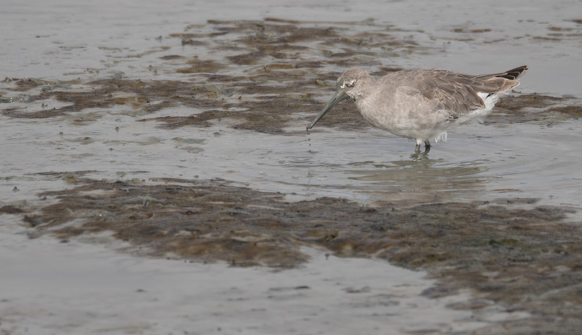בבואן קרום-אצבעות - ML646572441