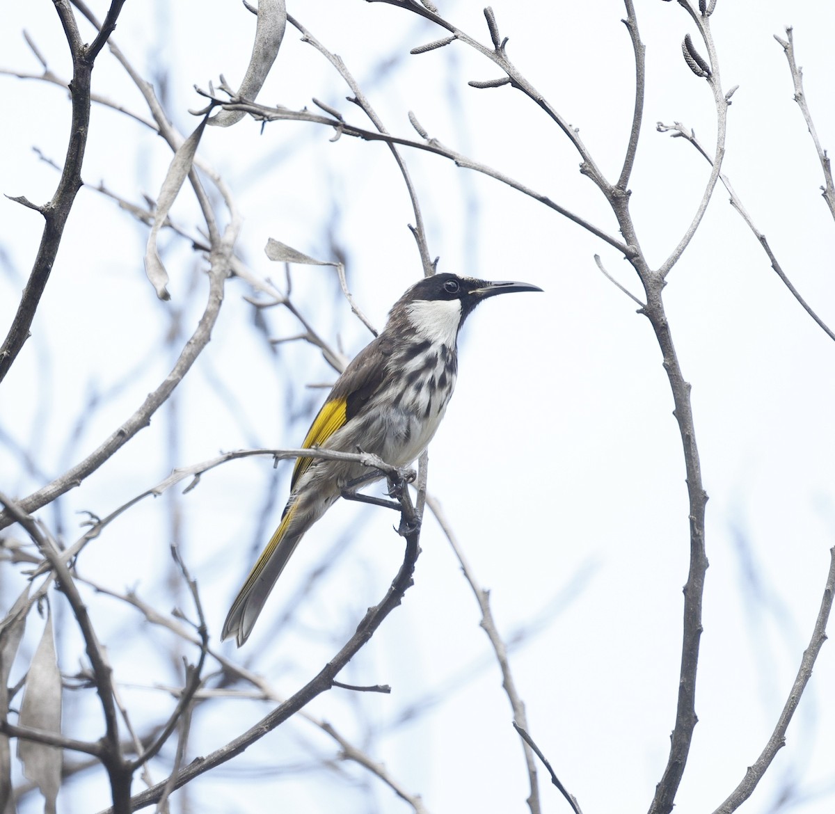 Méliphage fardé - ML646572442