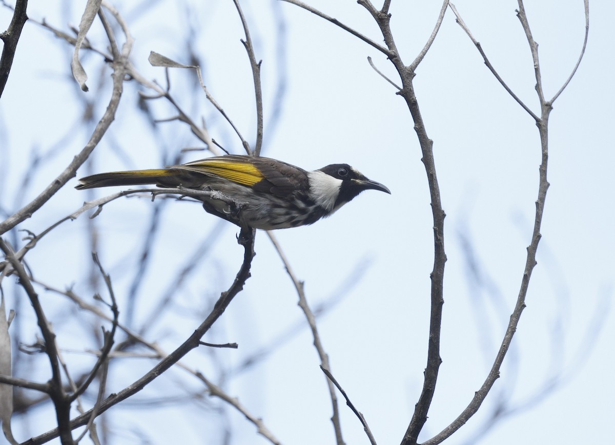 Méliphage fardé - ML646572443