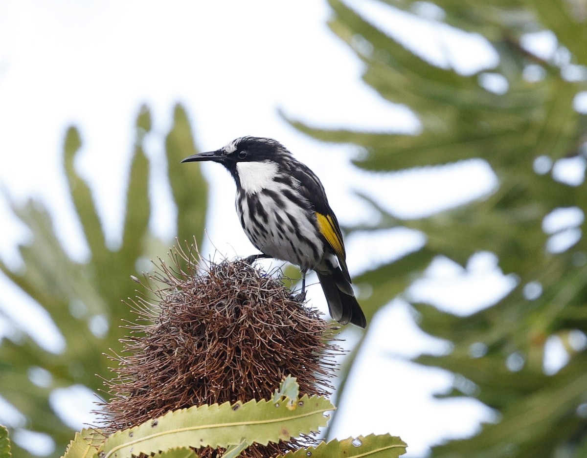 Méliphage fardé - ML646572444