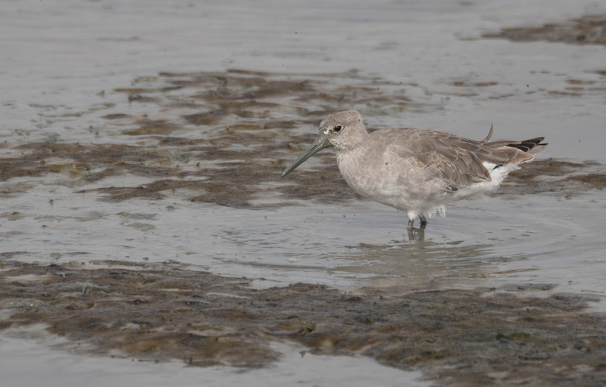 בבואן קרום-אצבעות - ML646572445