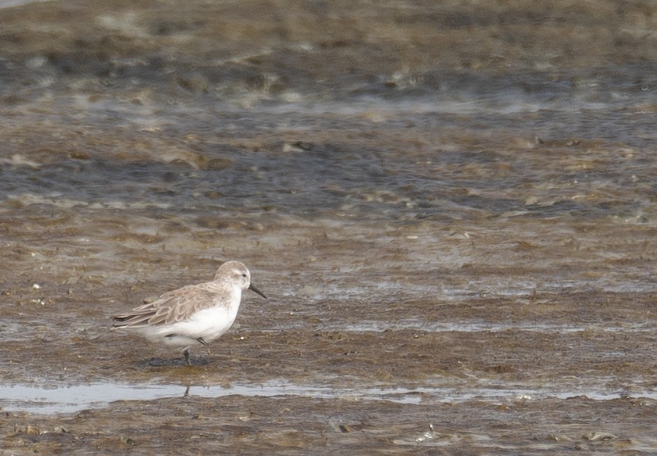 חופית מערבית - ML646572446