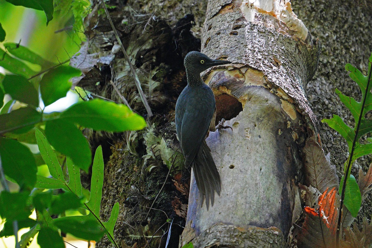 datel celebeský - ML646572447