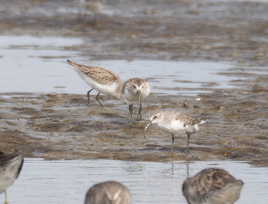 חופית מערבית - ML646572448