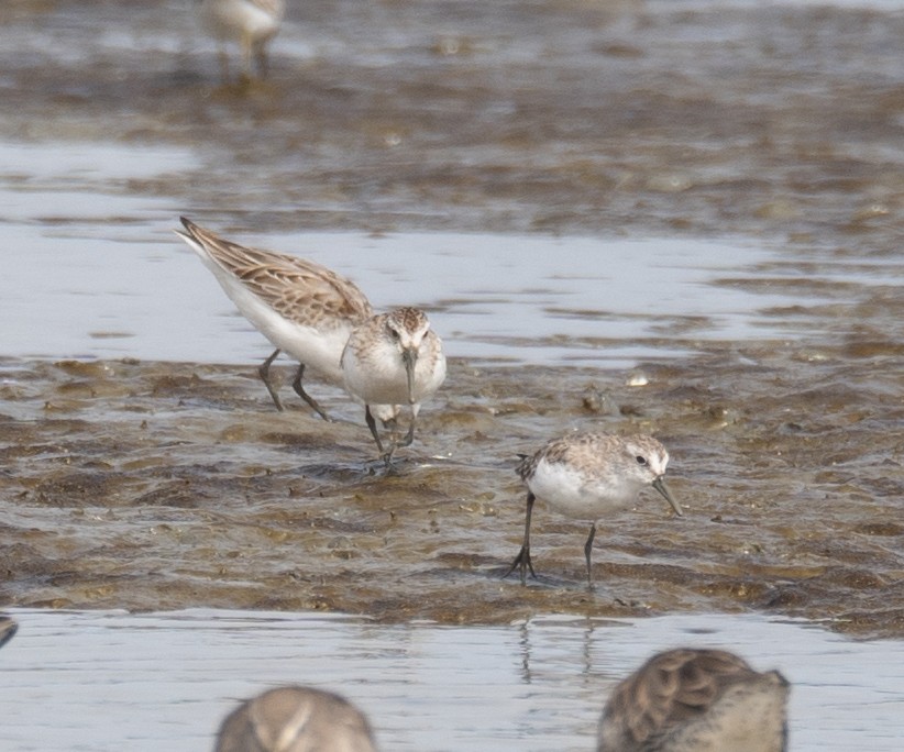חופית מערבית - ML646572449