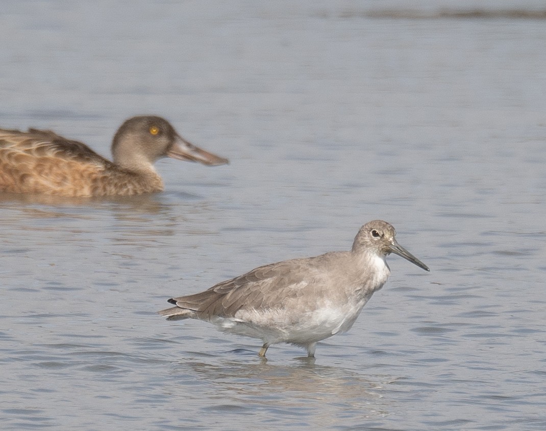 בבואן קרום-אצבעות - ML646572450