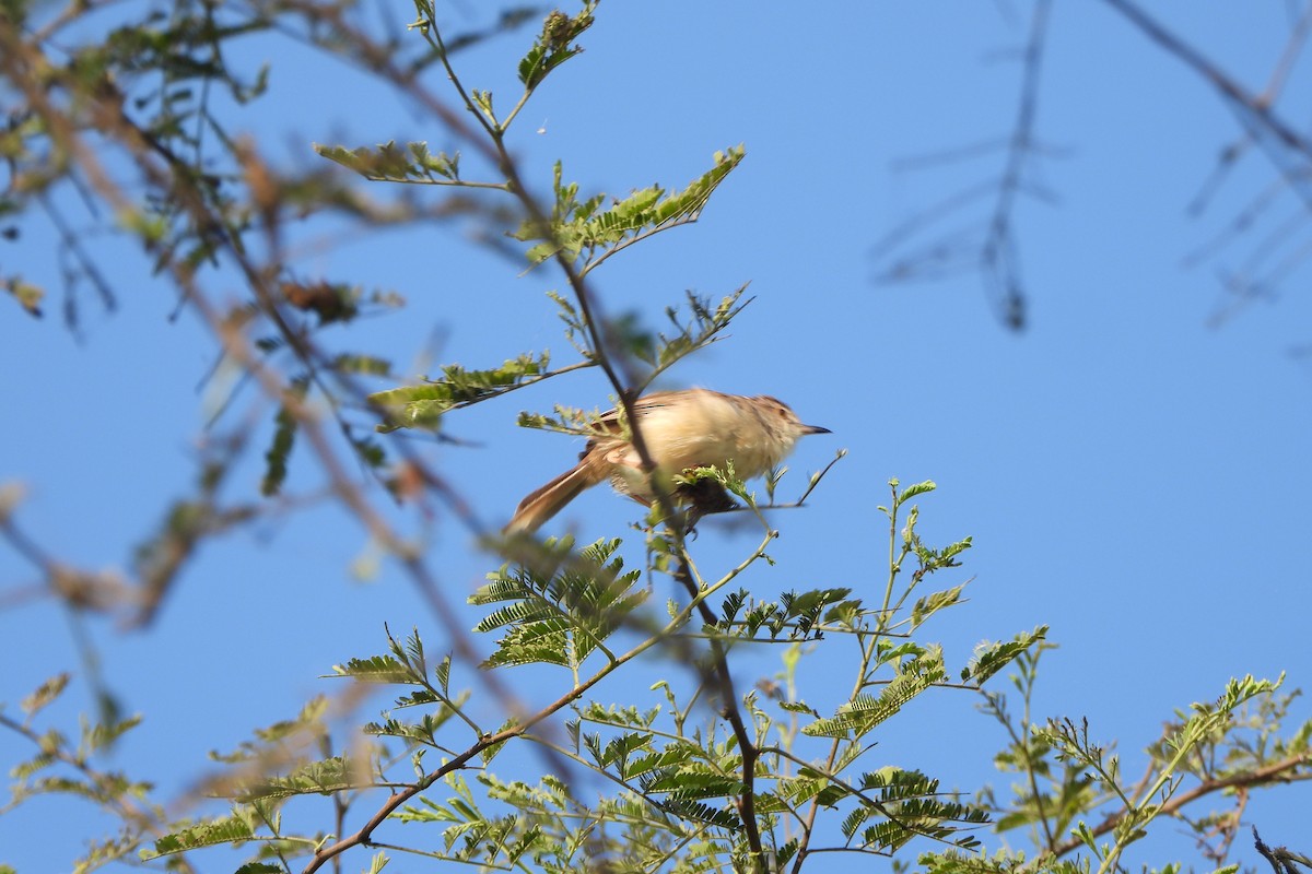 Zitting Cisticola - ML646572451
