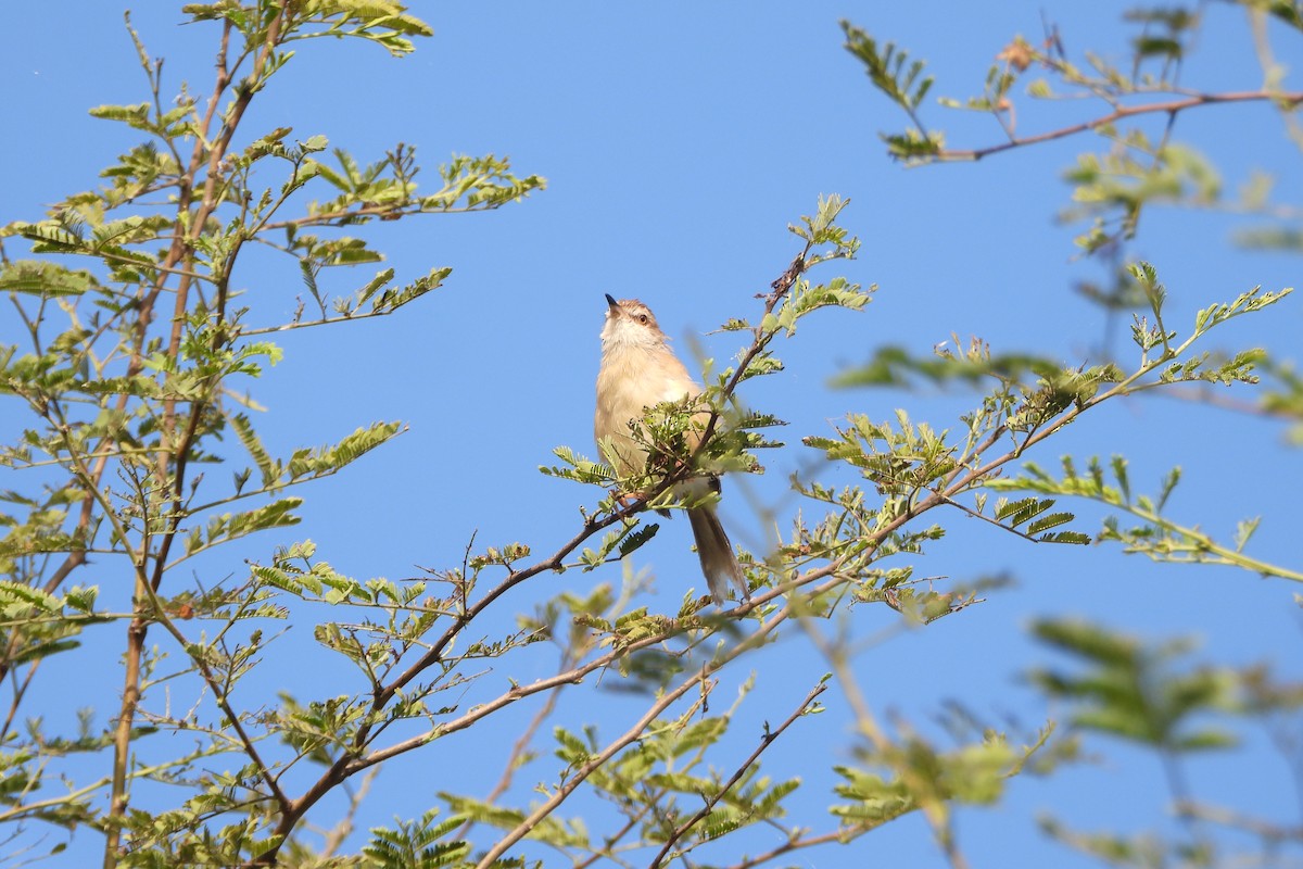 Zitting Cisticola - ML646572452