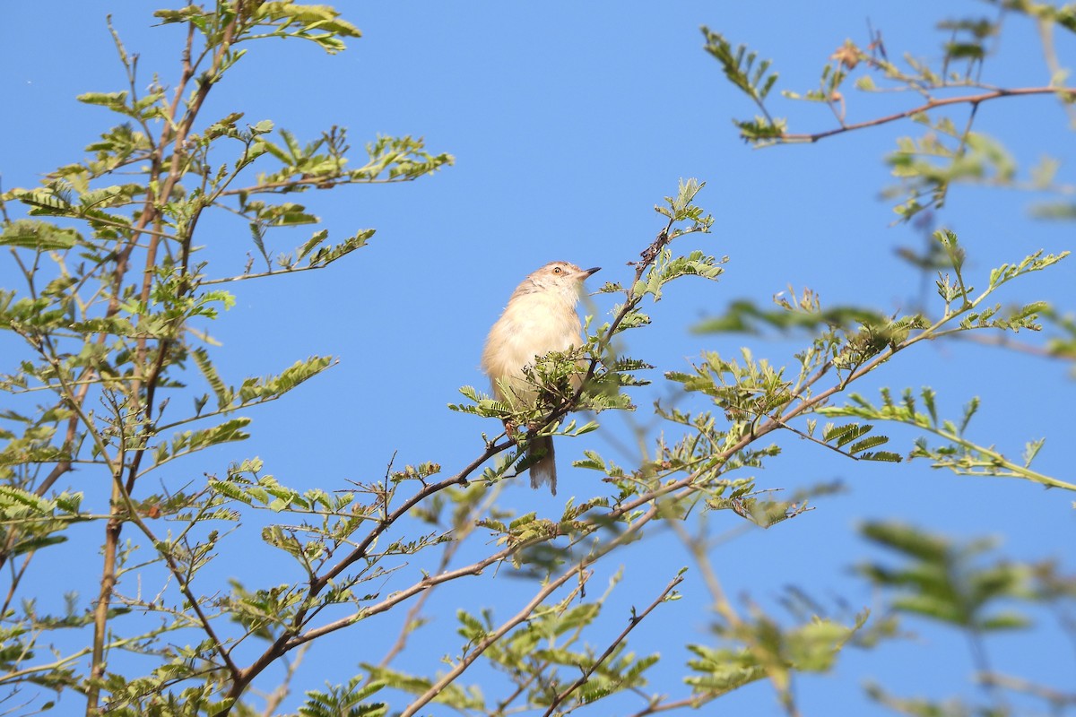 Zitting Cisticola - ML646572453
