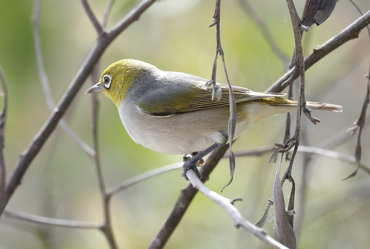 Zostérops à dos gris - ML646572455