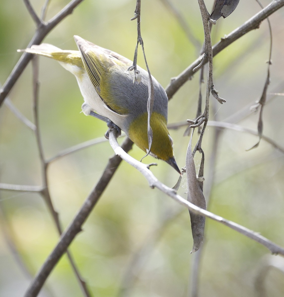 Zostérops à dos gris - ML646572456