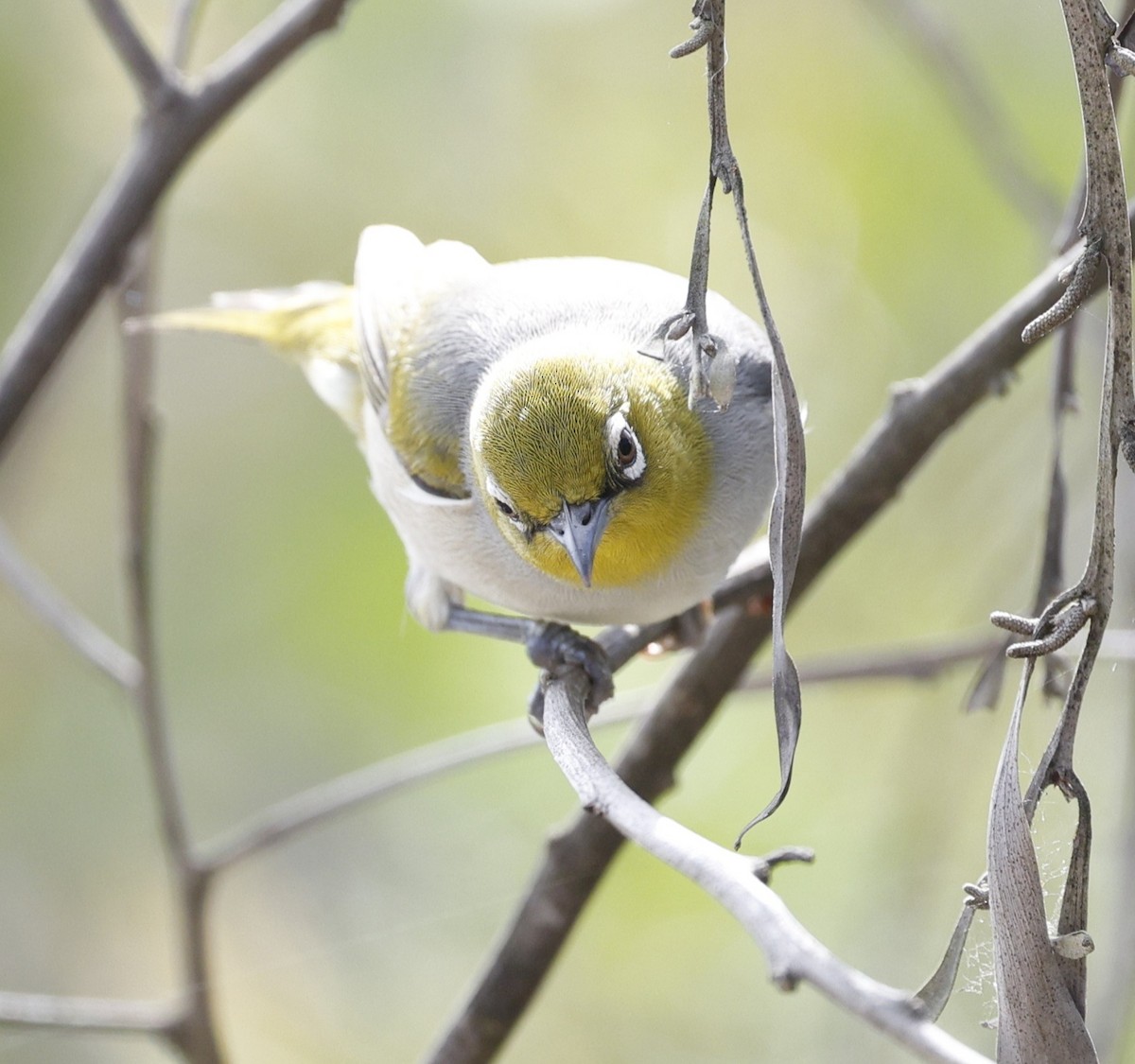 Zostérops à dos gris - ML646572457