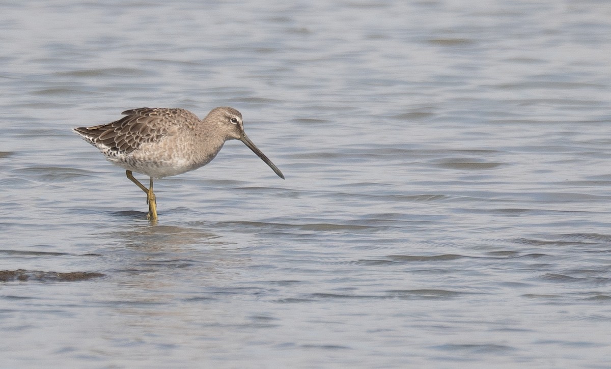 חרטומנית ארוכת-מקור - ML646572458