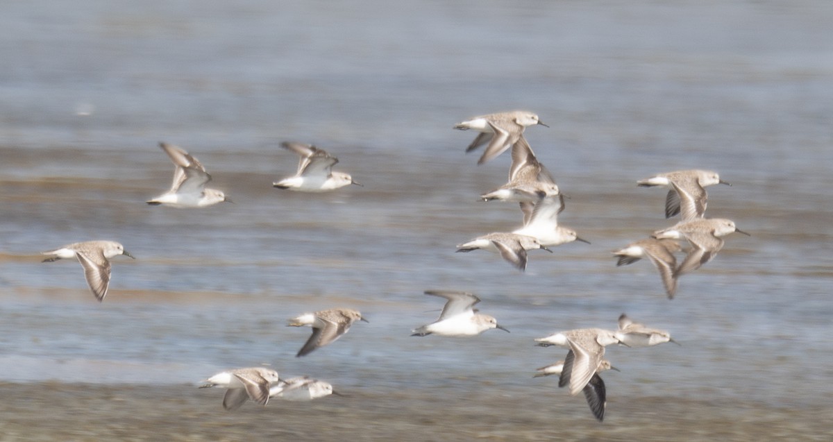 חופית מערבית - ML646572459