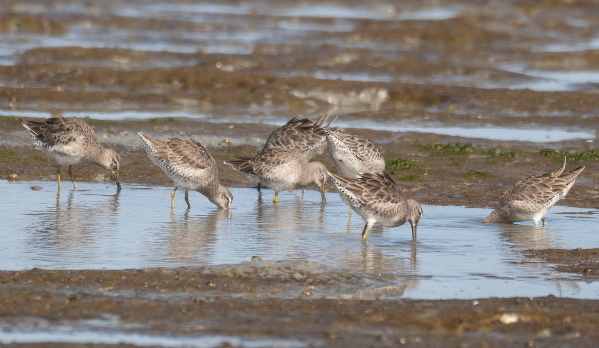 חרטומנית ארוכת-/קצרת-מקור - ML646572460