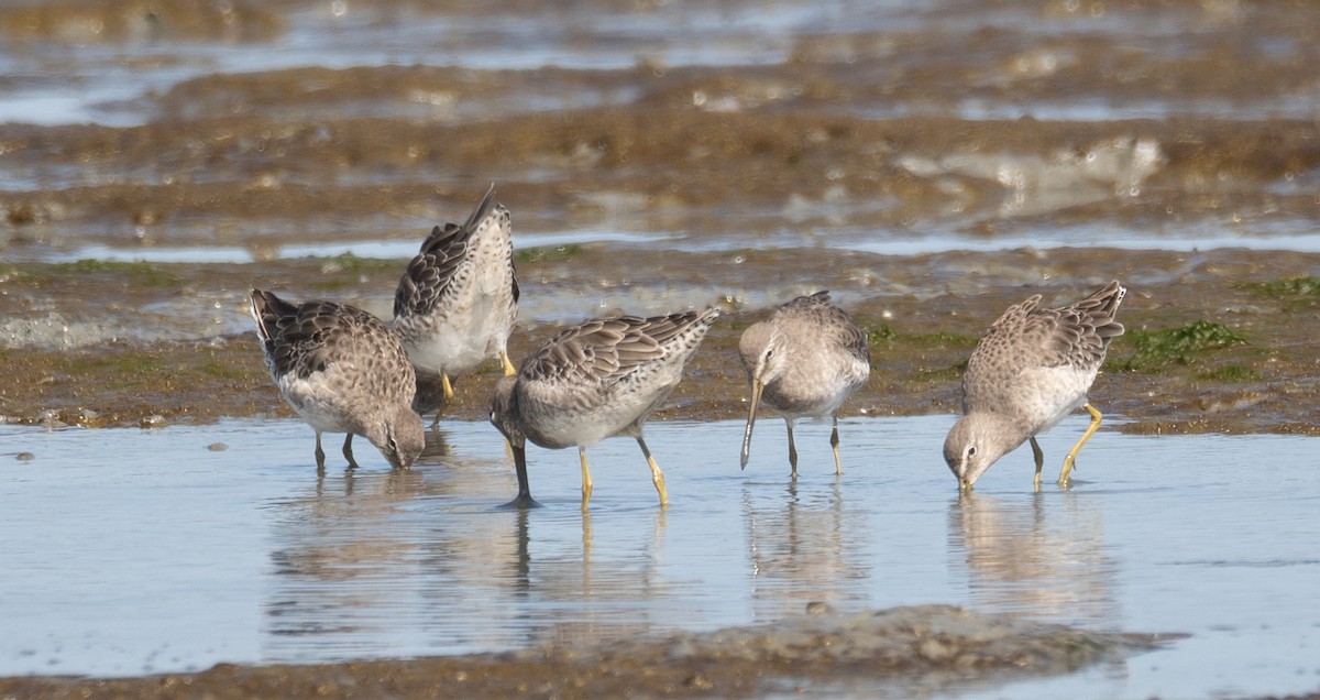 חרטומנית ארוכת-/קצרת-מקור - ML646572461