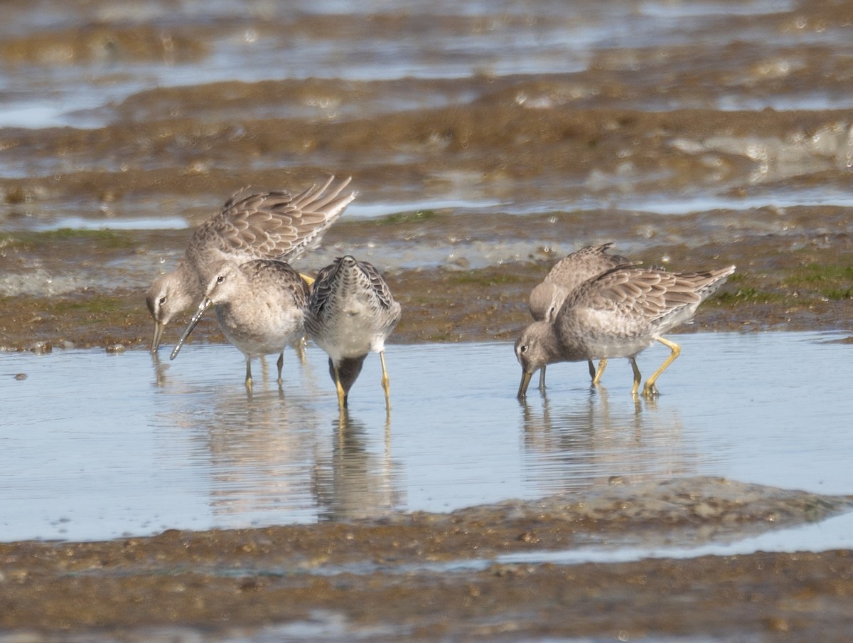 חרטומנית ארוכת-/קצרת-מקור - ML646572462