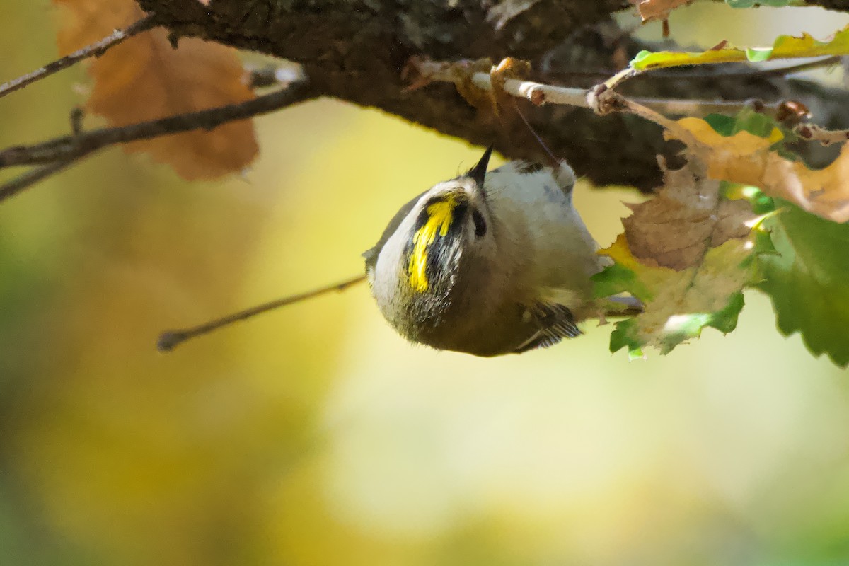 králíček obecný - ML646572463