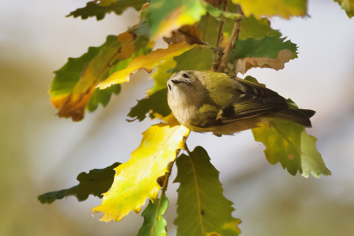 králíček obecný - ML646572464