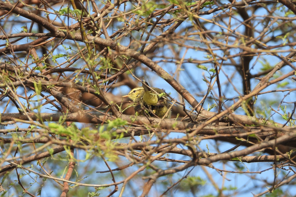 Tickell Çıvgını - ML646572465