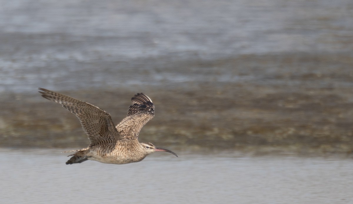חרמשון אמריקאי - ML646572466