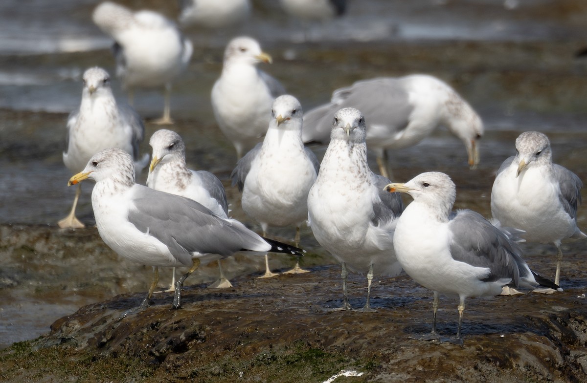 California Gull - ML646572467