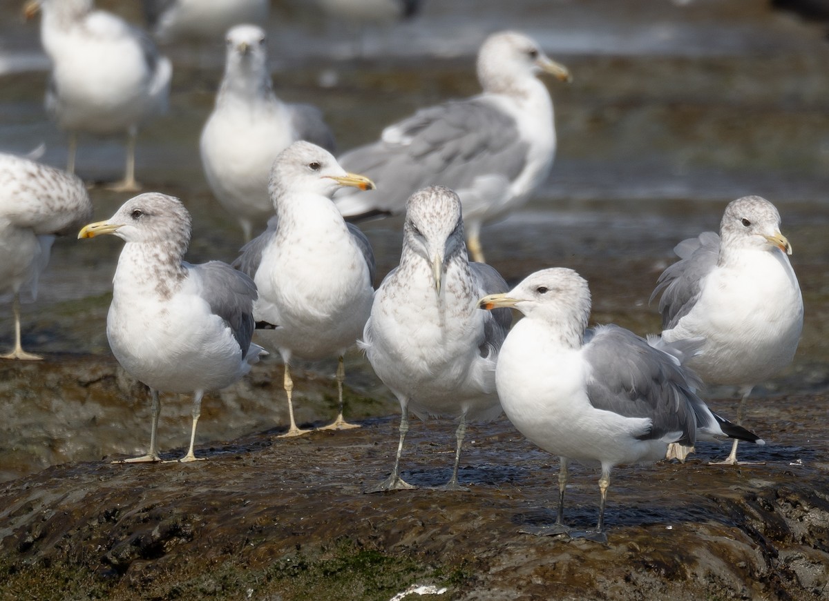 California Gull - ML646572468