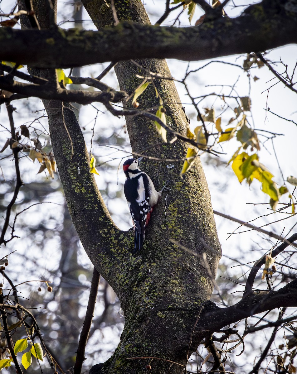 Great Spotted Woodpecker - ML646572469