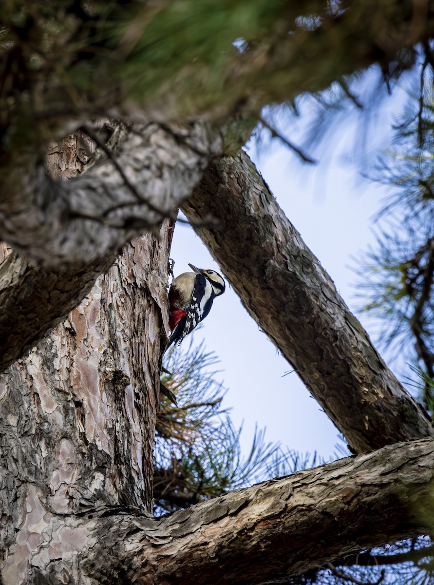 Great Spotted Woodpecker - ML646572470