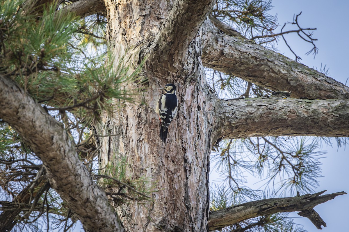 Great Spotted Woodpecker - ML646572471