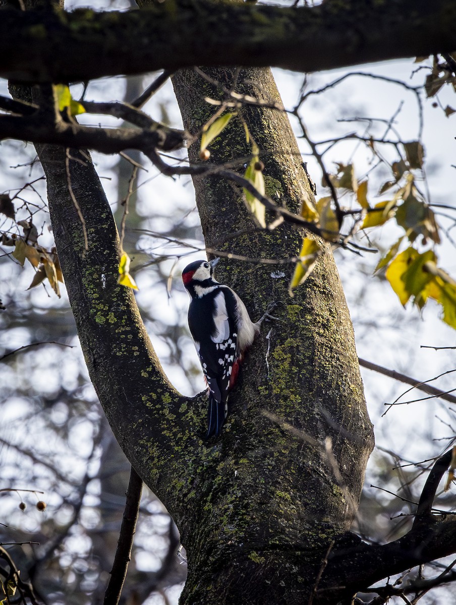Great Spotted Woodpecker - ML646572472