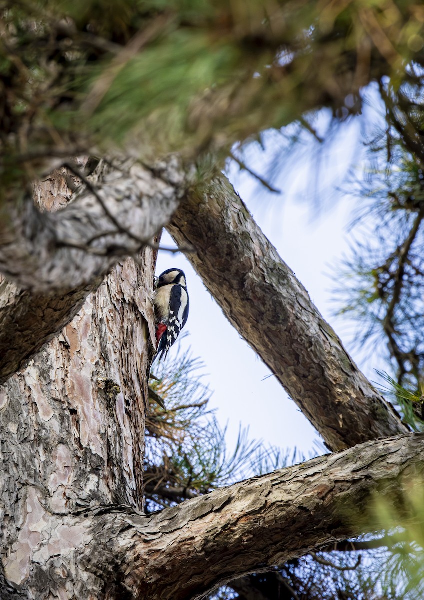 Great Spotted Woodpecker - ML646572473