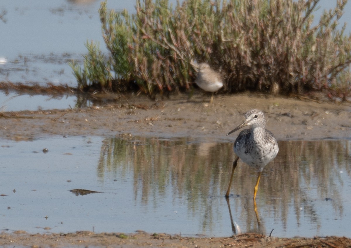 ביצנית עקודה - ML646572474