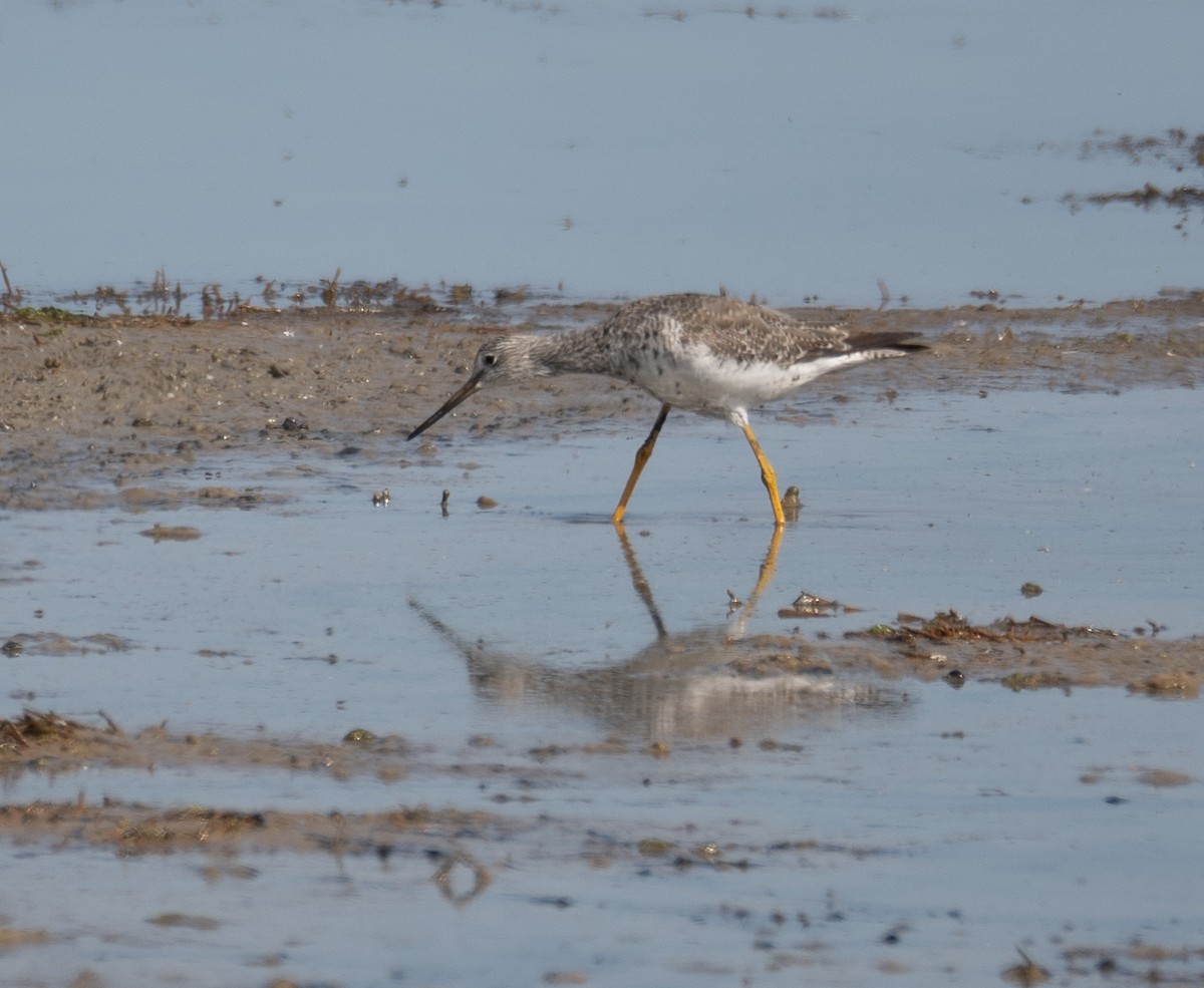 ביצנית עקודה - ML646572475