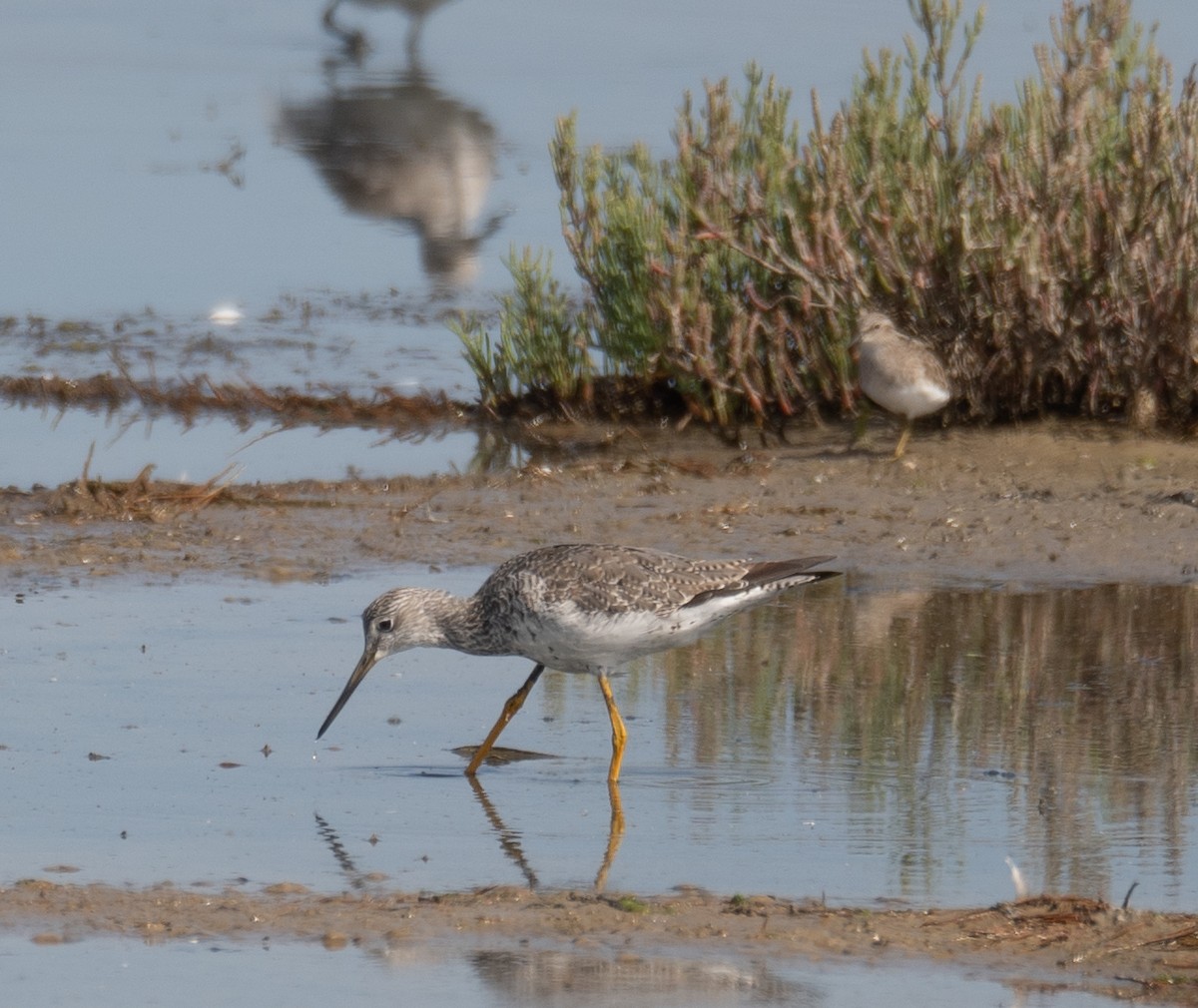ביצנית עקודה - ML646572476