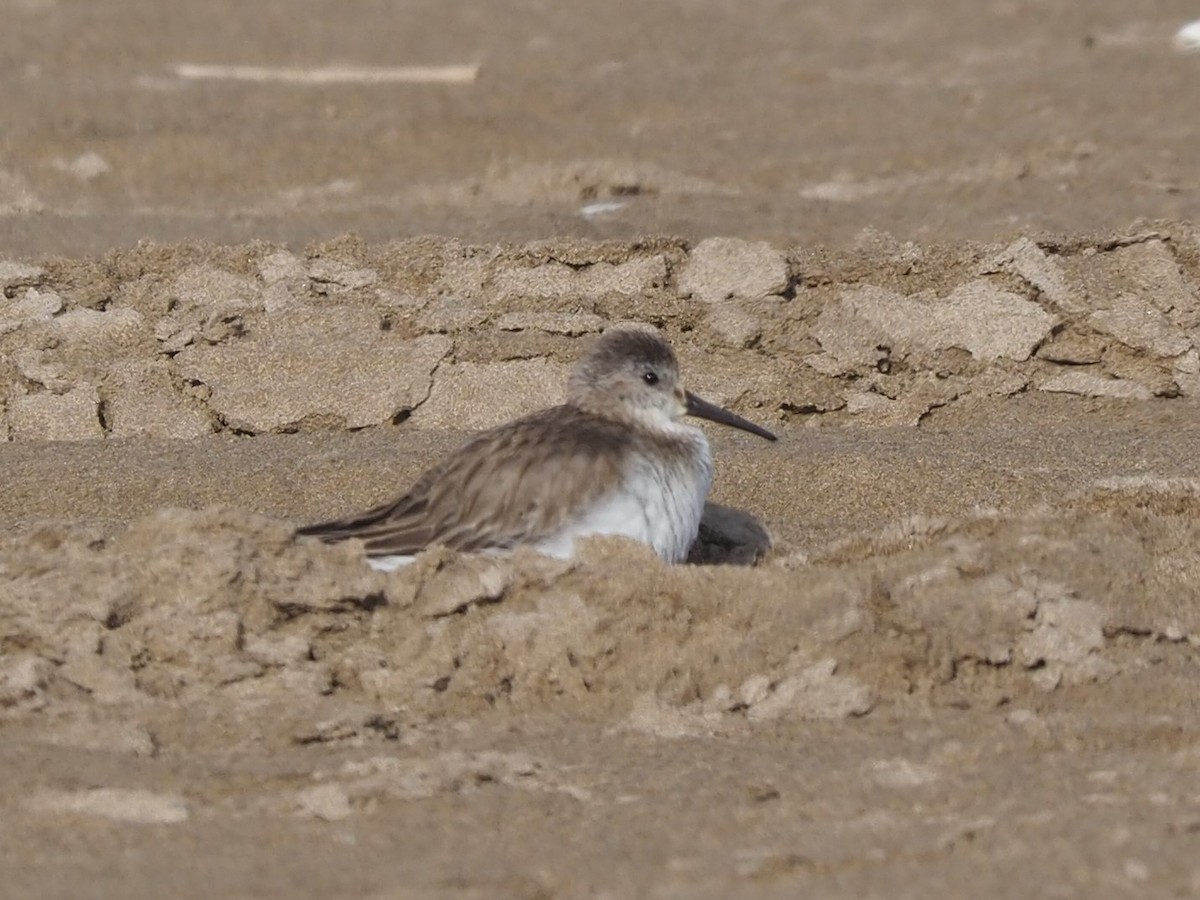 Piovanello pancianera - ML646572477