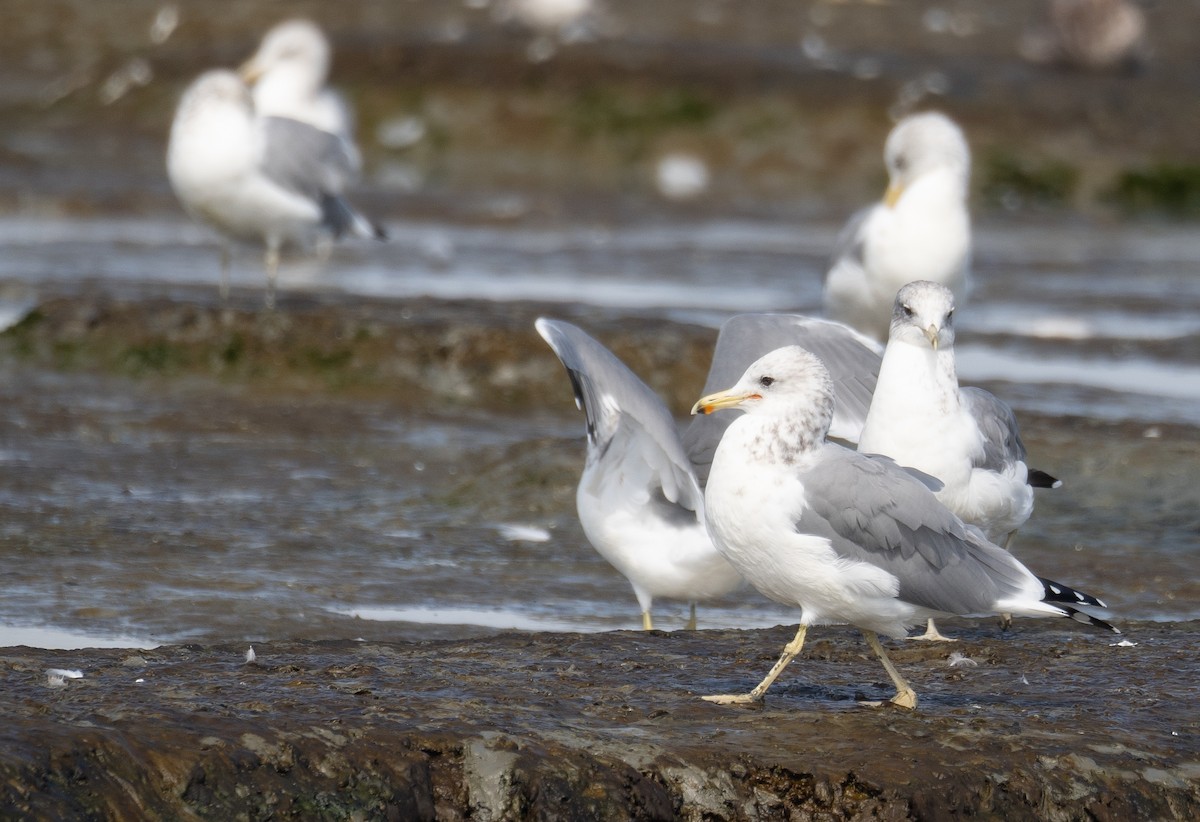 California Gull - ML646572479