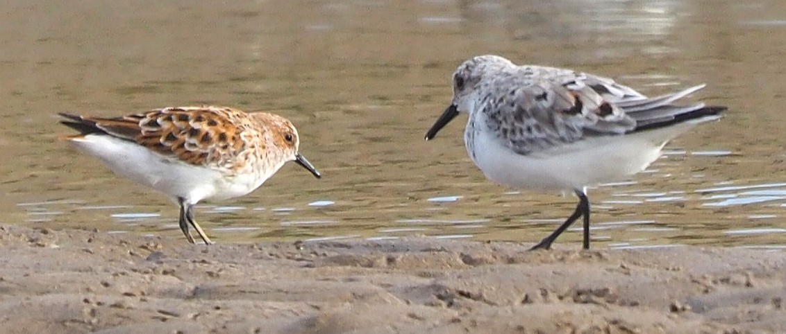 Piovanello tridattilo - ML646572480