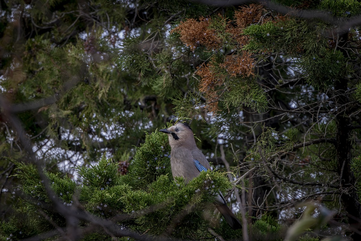 Eurasian Jay - ML646572481