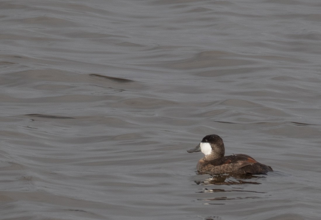 צחראש אדמוני - ML646572482