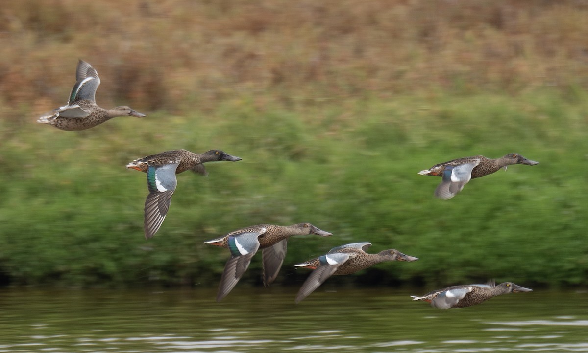 מרית צפונית - ML646572486