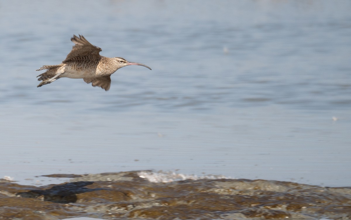 חרמשון אמריקאי - ML646572489